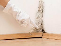 Best Mold Remediation for Healthcare Facilities  in Mango, FL